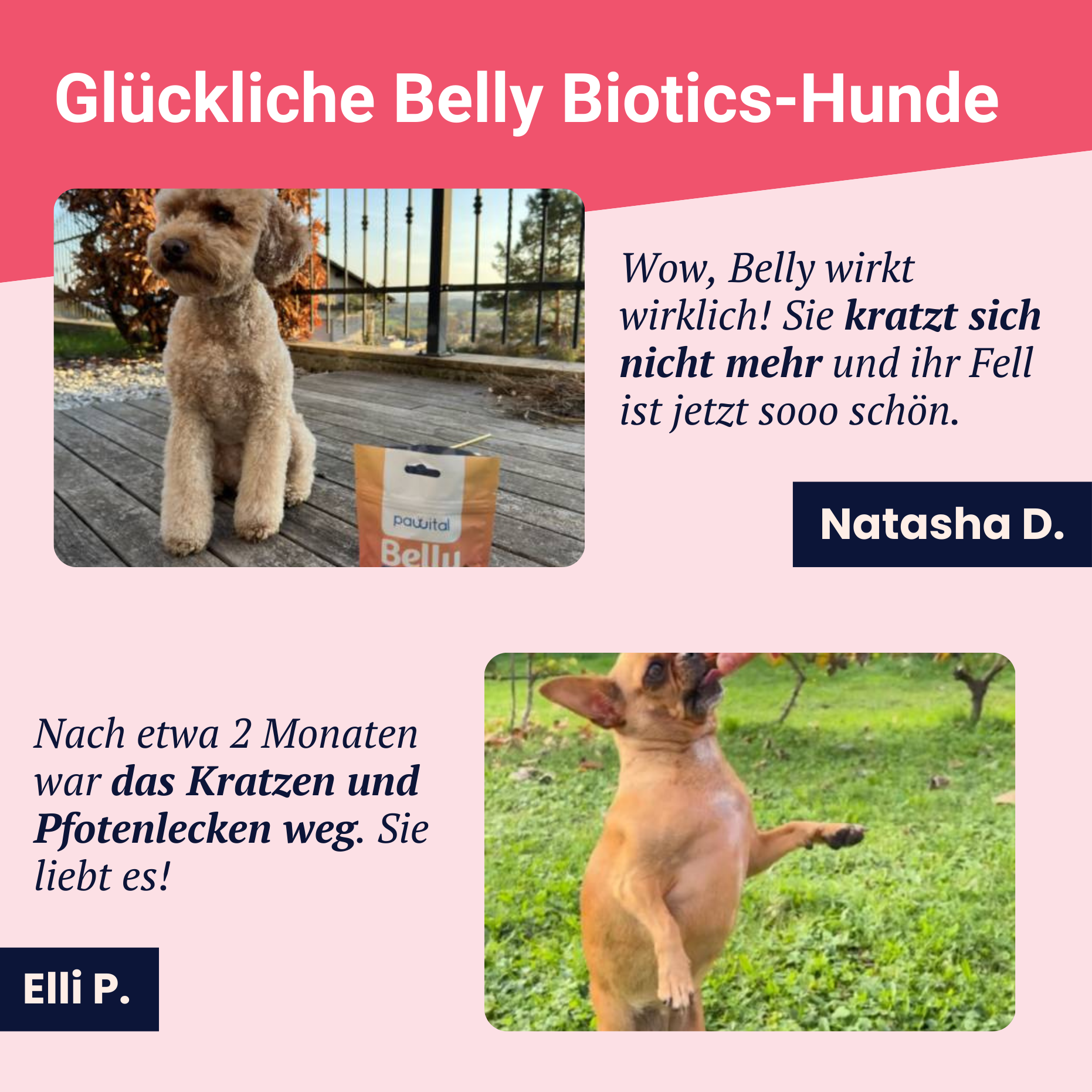 Belly Biotics (jar)