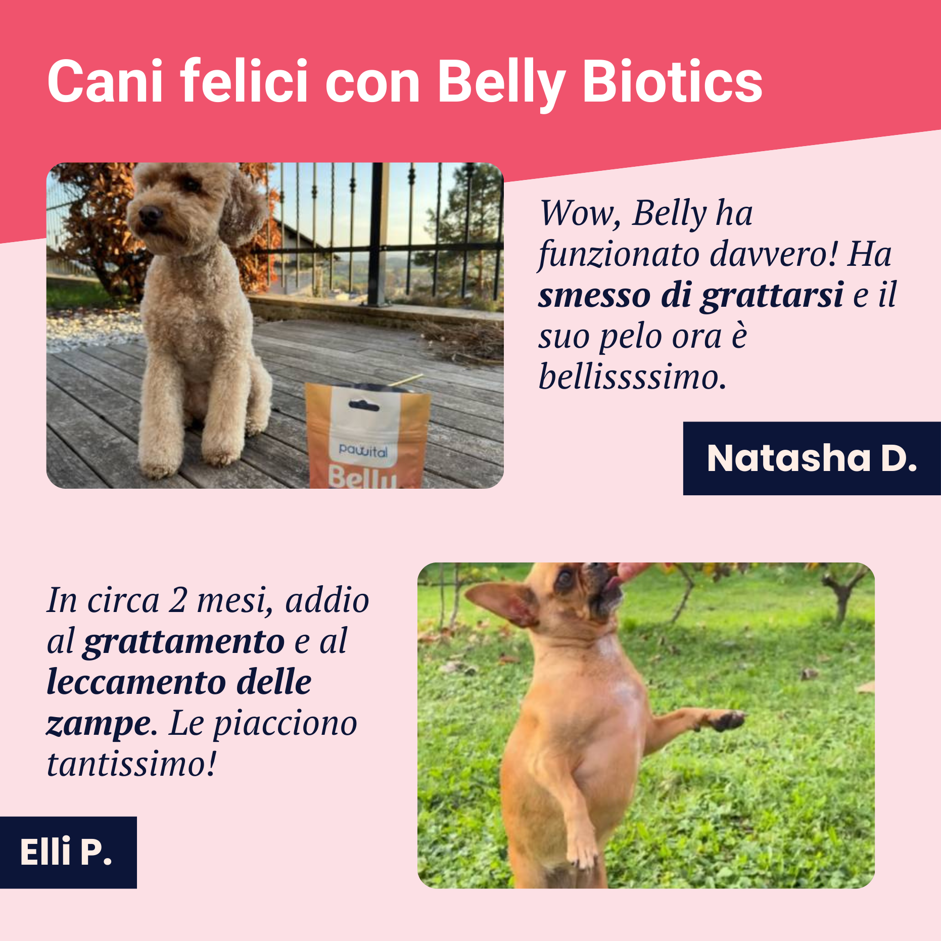 Belly Biotics (jar)